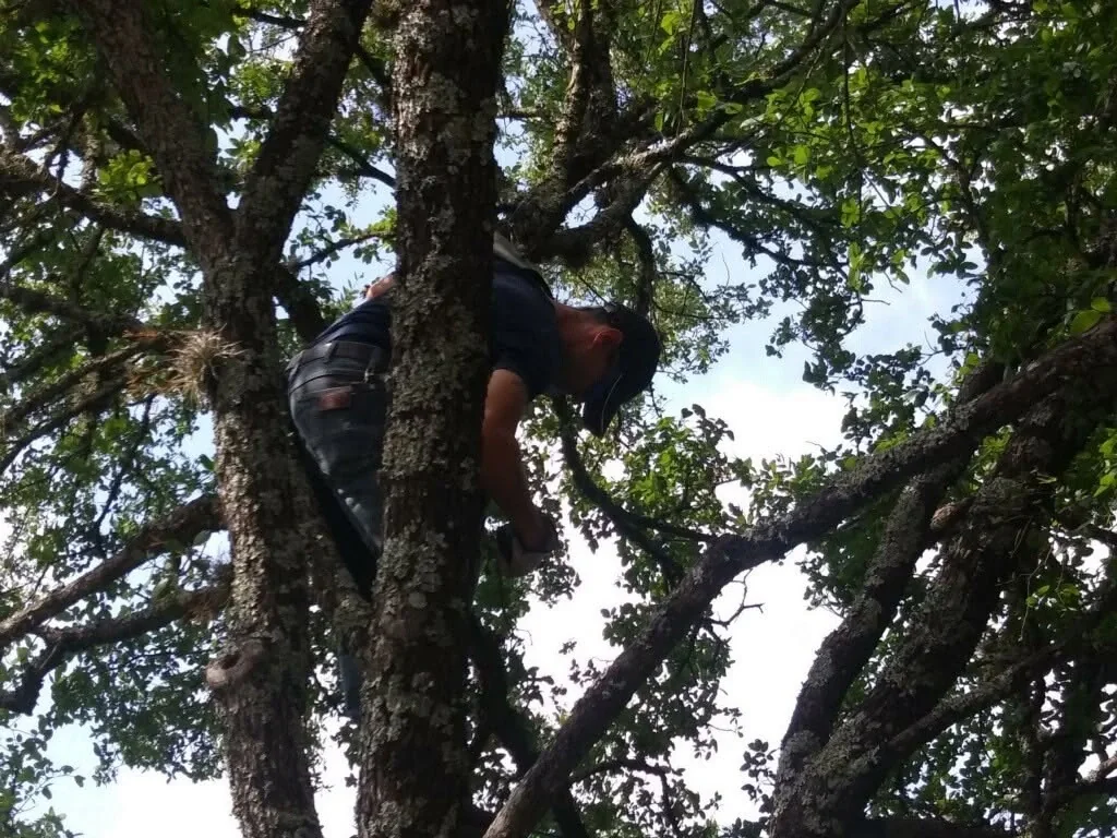 A person working among the branches of a tree.